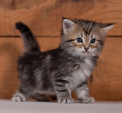 Tia-Dora - 4 weeks old