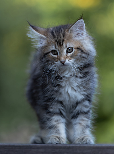 Tia-Dora - 8 weeks old
