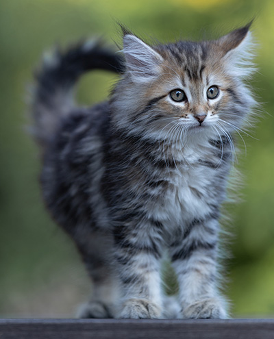 Tia-Dora - 8 weeks old