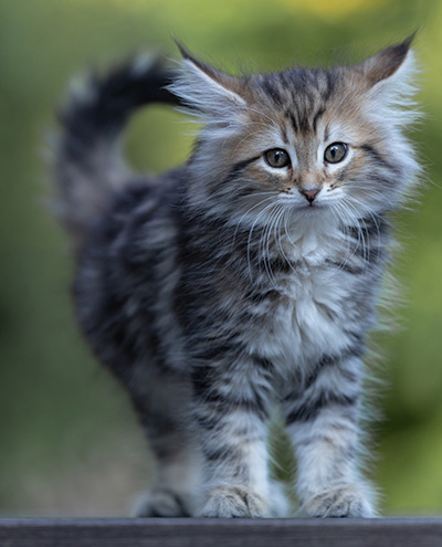 Tia-Dora - 8 weeks old