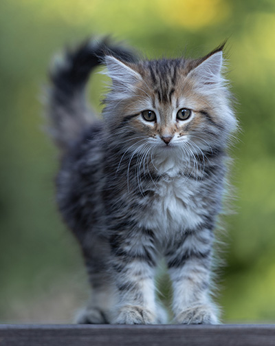 Tia-Dora - 8 weeks old