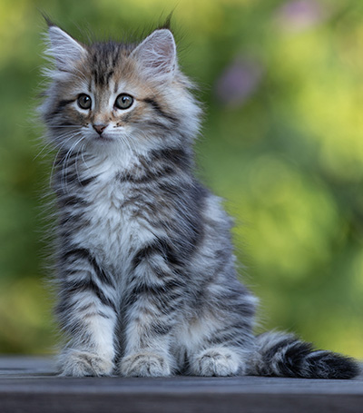 Tia-Dora - 8 weeks old
