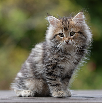Tia-Dora - 8 weeks old
