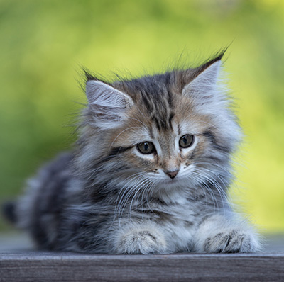 Tia-Dora - 8 weeks old