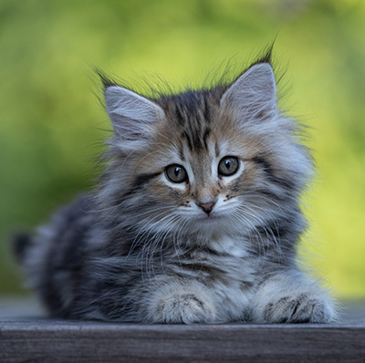 Tia-Dora - 8 weeks old
