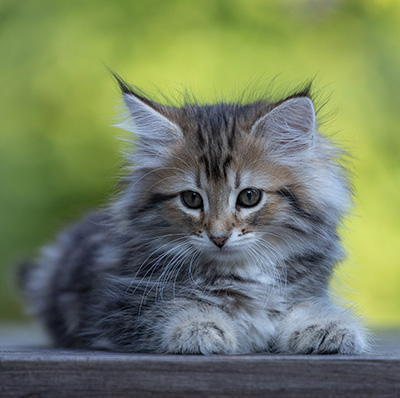 Tia-Dora - 8 weeks old
