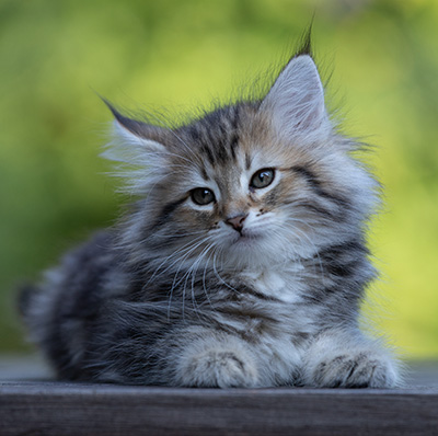 Tia-Dora - 8 weeks old