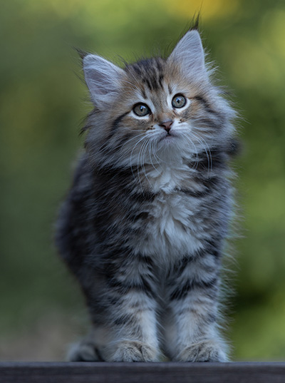 Tia-Dora - 8 weeks old