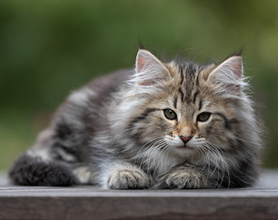 Tina - 12 weeks old