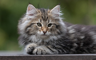 Tina - 12 weeks old