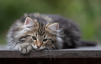 Tina - 12 weeks old
