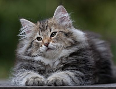 Tina - 12 weeks old