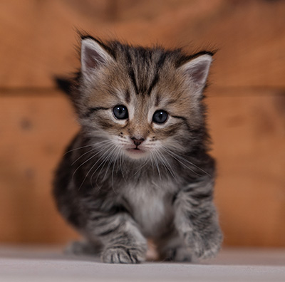 Tina - 4 weeks old