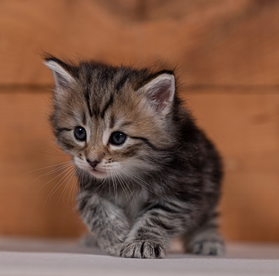 Tina - 4 weeks old