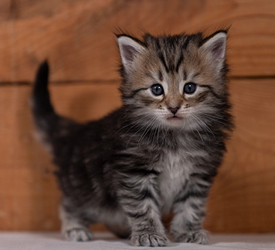 Tina - 4 weeks old