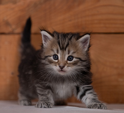 Tina - 4 weeks old