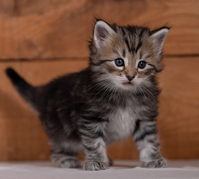 Tina - 4 weeks old
