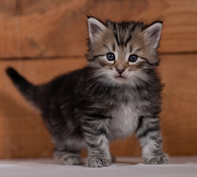 Tina - 4 weeks old