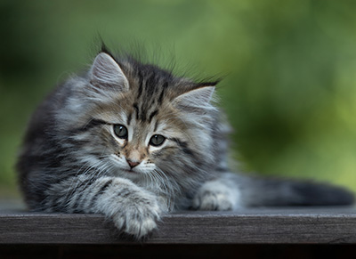 Tina - 8 weeks old