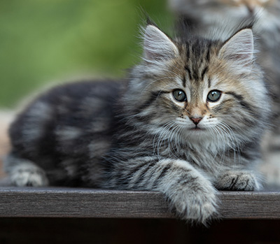 Tina - 8 weeks old