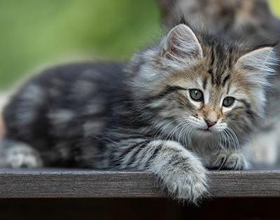 Tina - 8 weeks old
