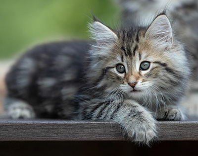 Tina - 8 weeks old