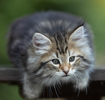 Tina - 8 weeks old