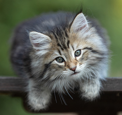 Tina - 8 weeks old