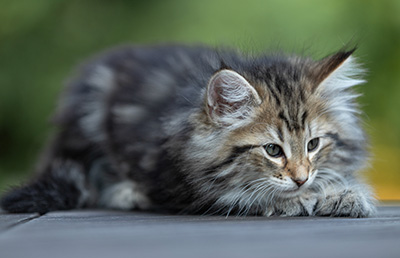 Tina - 8 weeks old