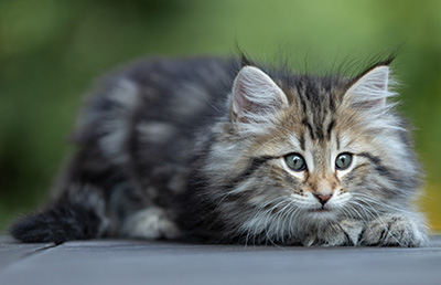 Tina - 8 weeks old