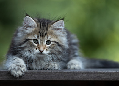 Tina - 8 weeks old