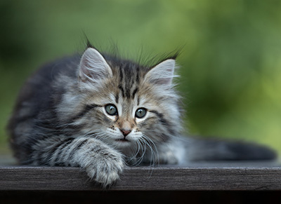 Tina - 8 weeks old