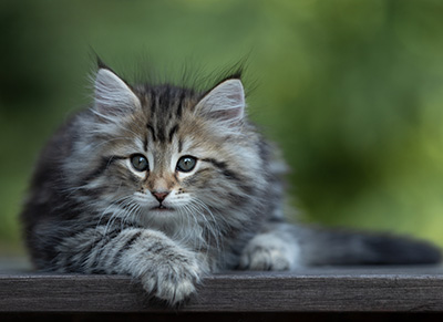 Tina - 8 weeks old