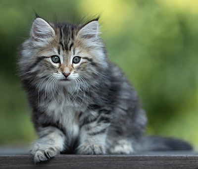 Tina - 8 weeks old