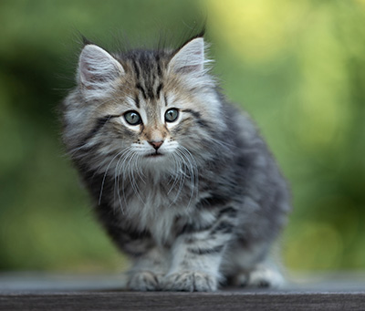Tina - 8 weeks old