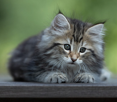 Tina - 8 weeks old