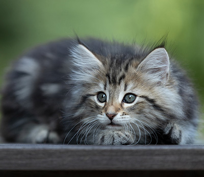 Tina - 8 weeks old