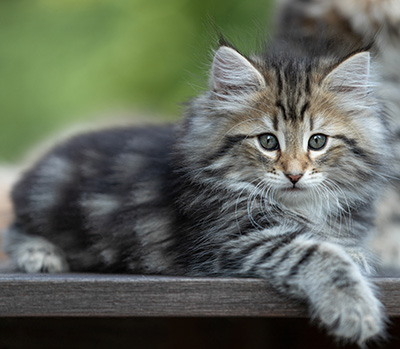Tina - 8 weeks old