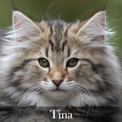 Tina