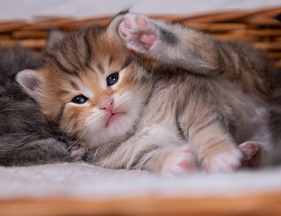 Aldor - 3 weeks old