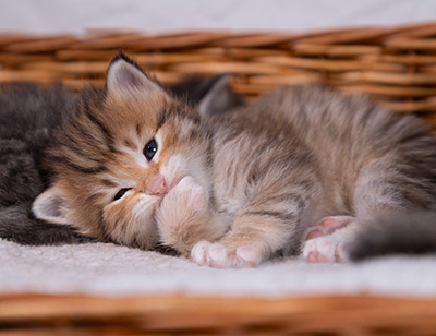 Aldor - 3 weeks old