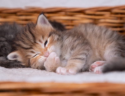 Aldor - 3 weeks old