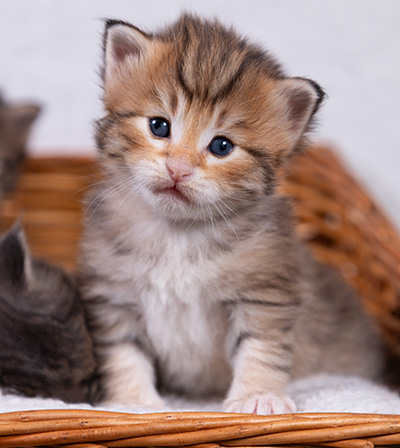 Aldor - 3 weeks old