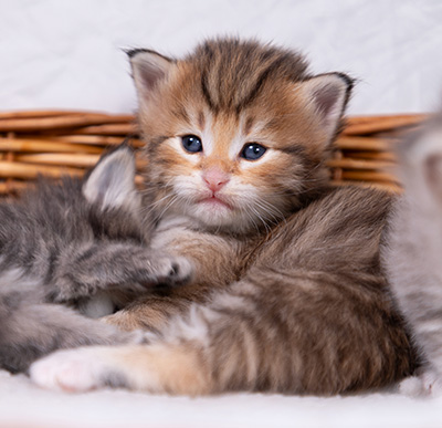 Aldor - 3 weeks old