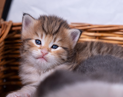 Aldor - 3 weeks old