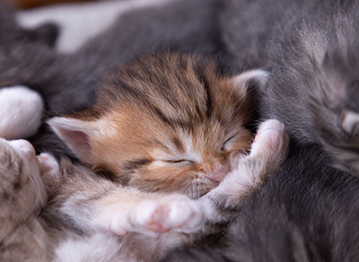 Aldor - 3 weeks old
