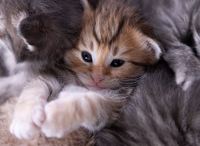 Aldor - 3 weeks old