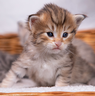 Aldor - 3 weeks old