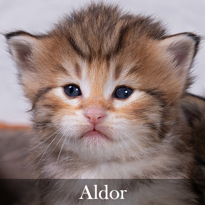Aldor