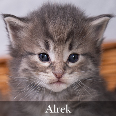 Alrek